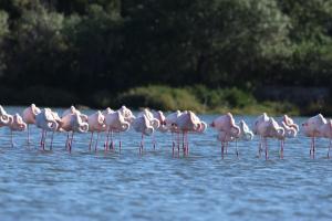 Le Dimore del Sole Tavolara apartment img35