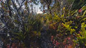 Route to Cerro Urán - Chirripó
