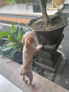 Dewi Antara Homestay