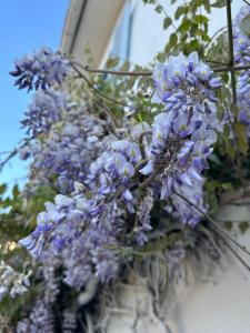 Logis des pinces maillées