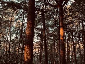 Maisons de vacances La Biscornue : photos des chambres