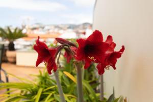 Anadia Penthouse Duplex