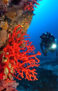 Villas VILLA LE CORAIL ROUGE CORSE : photos des chambres