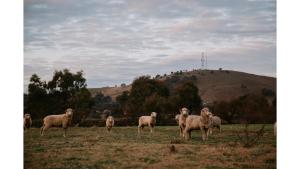 Tiny Boorowa by Tiny Away