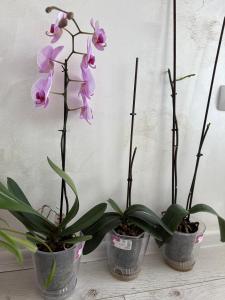 Vip Luxury APARTMENT