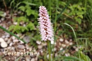 Mental fit, Schwarzwald