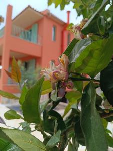 Alkyoni luxury apartments Katakolo