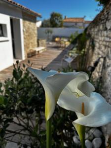 Maisons de vacances L'Olivier de Milou : photos des chambres