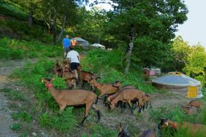 Campings La chevrerie des felges : photos des chambres