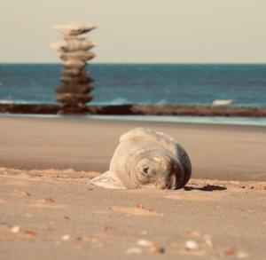 Aimé aan zee beachhouse 5P - private garden & 2 FREE parkingspots