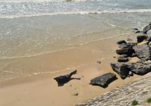 Campings Mobil-home Vue mer Piscine - Camping La Falaise Equihen-Plage - La Coquille d-Opale : photos des chambres
