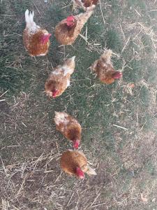 Trawalla Farm Stays - Entire House and Large Pool Bar - Perfect for Groups