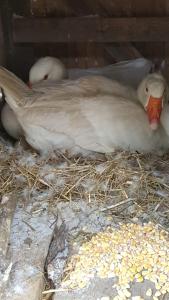 Maisons d'hotes Gite 4 personnes : photos des chambres