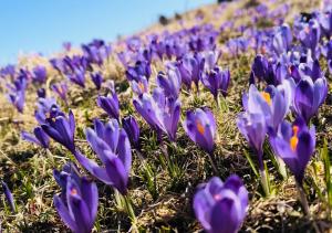 DOMŽALSKI DOM na Veliki Planini 