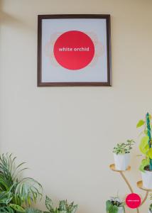 White Orchid