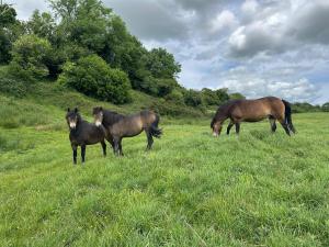 Luxury 3 Bed Cottage on Rewilding Estate