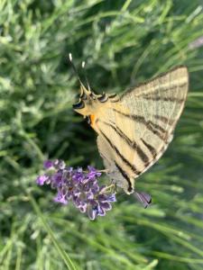 Amazing Sea View apartment