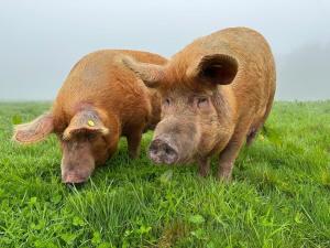 Luxury 2 Bed Woodland Cottage on Rewilding Estate