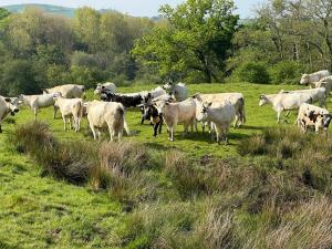 Luxury 2 Bed Woodland Cottage on Rewilding Estate