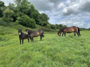 Luxury 2 Bed Woodland Cottage on Rewilding Estate