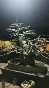 Bonsai Guesthouse Banyuwangi