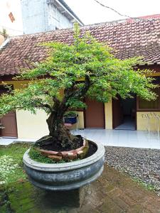 Bonsai Guesthouse Banyuwangi