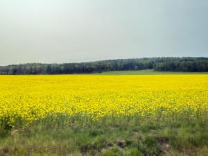 Grand 5 Room Villa in Kallfors, Järna, Stockholm near Forest, the Baltic Sea and a Golf course - a whole house no shared rooms