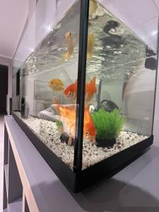 Seaside Luxury Apartments