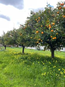 Sa Domu Nostra Holiday img26