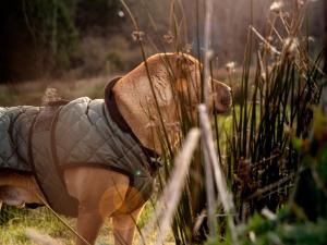 The Forest at Mount Congreve Gardens