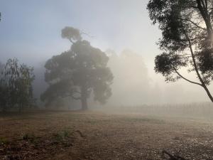 Belmira Vines Private Vineyard Escape!