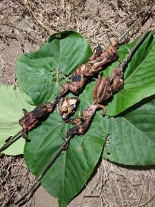 Vasudha Eco Homestay