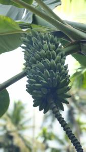 Vasudha Eco Homestay