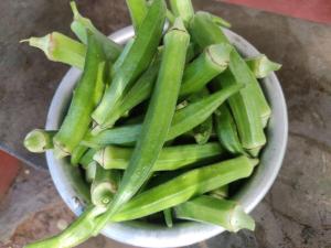 Vasudha Eco Homestay