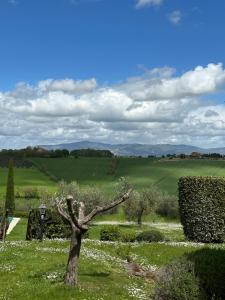 Il Noce Peaceful Tuscan Haven with Pool and Views