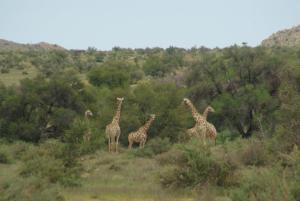Swartfontein Game and Adventure Lodge