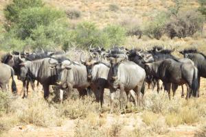 Swartfontein Game and Adventure Lodge