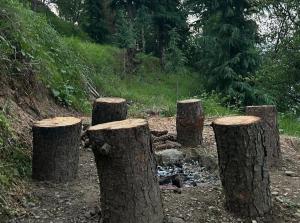 The Woodnest