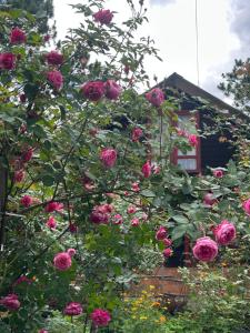 Romantic house 2 on a pine hill Dalat