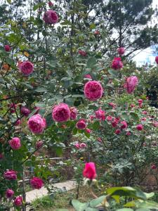 Romantic house 2 on a pine hill Dalat