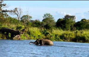 Dream Villa Sigiriya