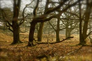 Huisje Egypte op Terschelling