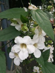 Estancia Primavera in Angeles City