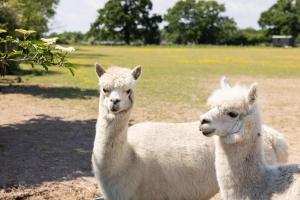 Harbour Ranch Hut - Rustic Countryside Escape