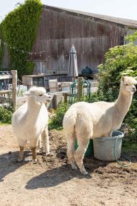 Harbour Ranch Hut - Rustic Countryside Escape