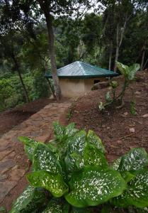 Kithul cob hideaway