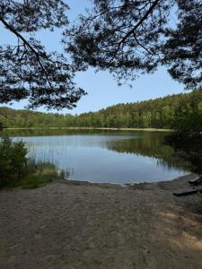 Biały domek w środku lasu