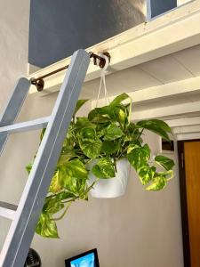 Pothos by monteverdi