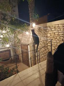 Tigmi Anis Essaouira Diabat