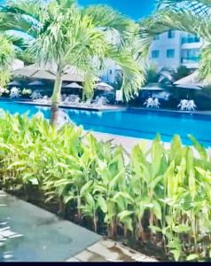 Palm Village Acqua - Apartamento Porto de Galinhas